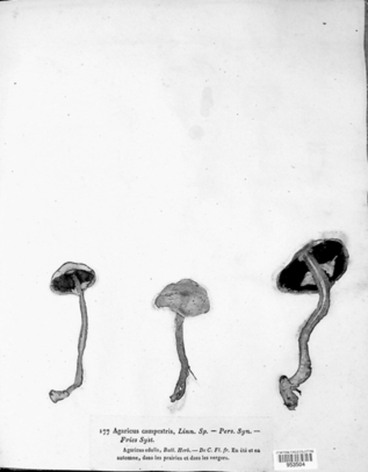 Agaricus campestris image
